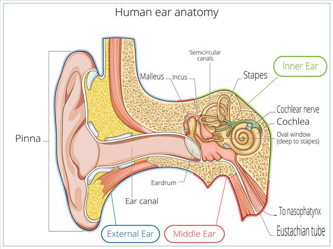 Understanding Hearing Loss - Dr Dillon Dsouza